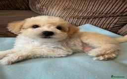 Mixed Breed dogs for sale: ❤️🐶🐾Beautiful Jackapoo & Maltipoo puppies 🐾🐶❤️ - Image 3