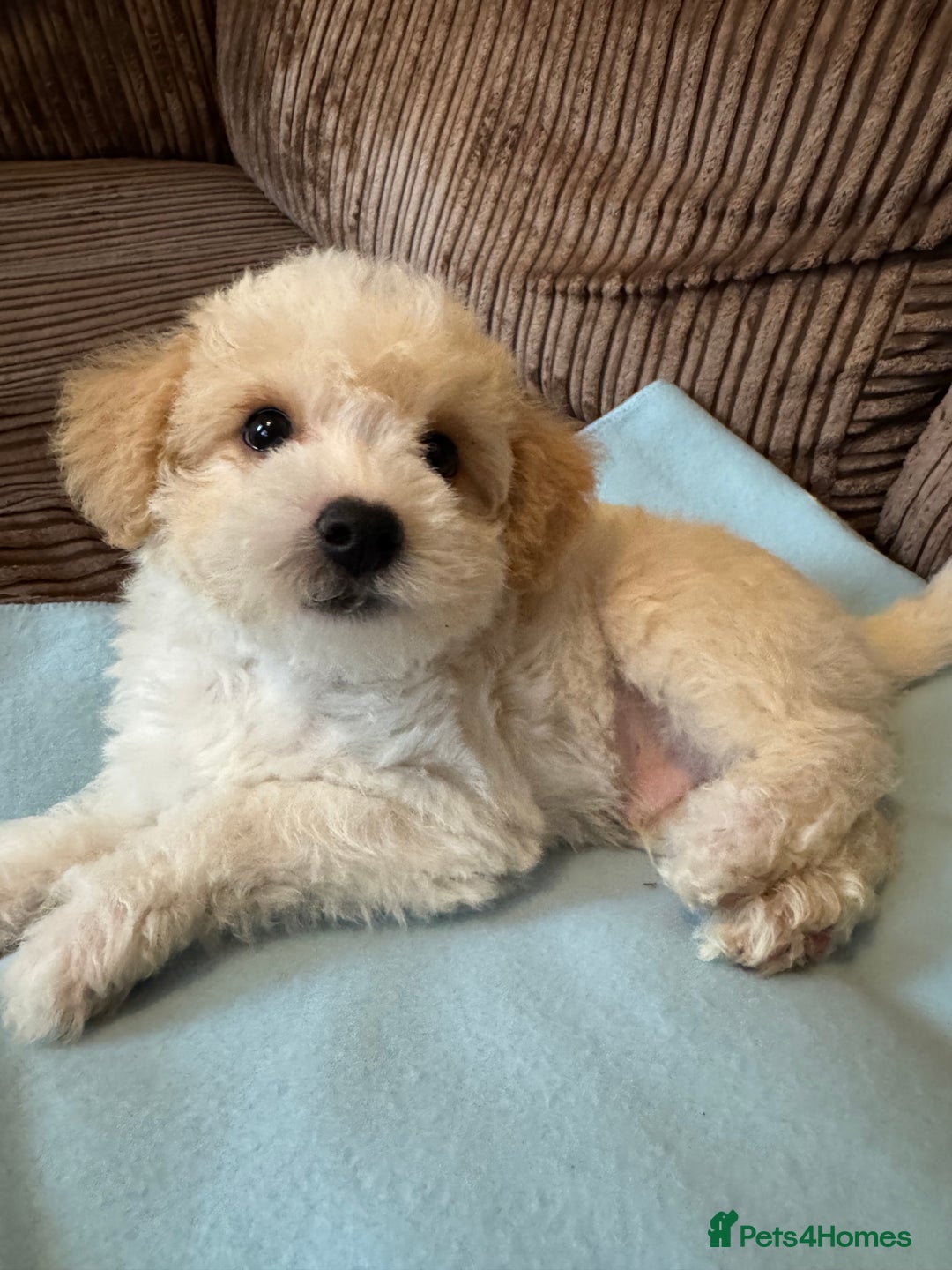 Mixed Breed dogs for sale: ❤️🐶🐾Beautiful Jackapoo & Maltipoo puppies 🐾🐶❤️ - Image 3