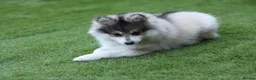 Pomsky dogs for sale: ALASKAN KLEE KAI MALE - Advert 9