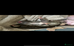 Mixed Breed dogs for sale: Staffies X pocket bully’s  - Image 14