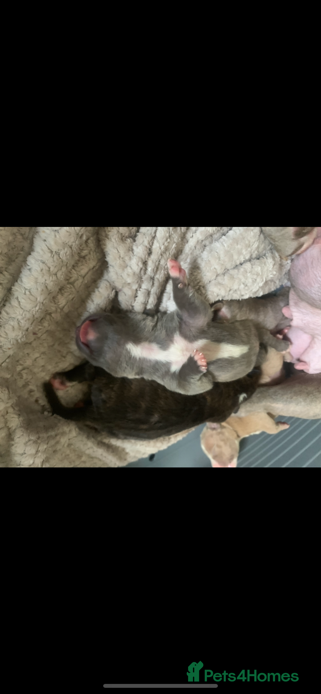 Mixed Breed dogs for sale: Staffies X pocket bully’s  - Image 14