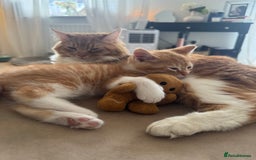 Mixed Breed cats for sale: Beautiful ginger boy for sale  - Image 5