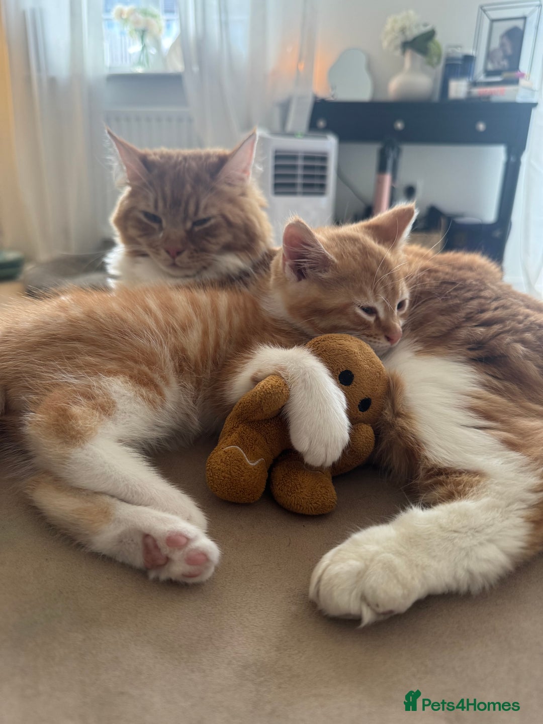 Mixed Breed cats for sale: Beautiful ginger boy for sale  - Image 5