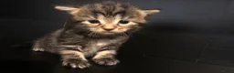 Mixed Breed cats for sale: 4 kittens  - Advert 2