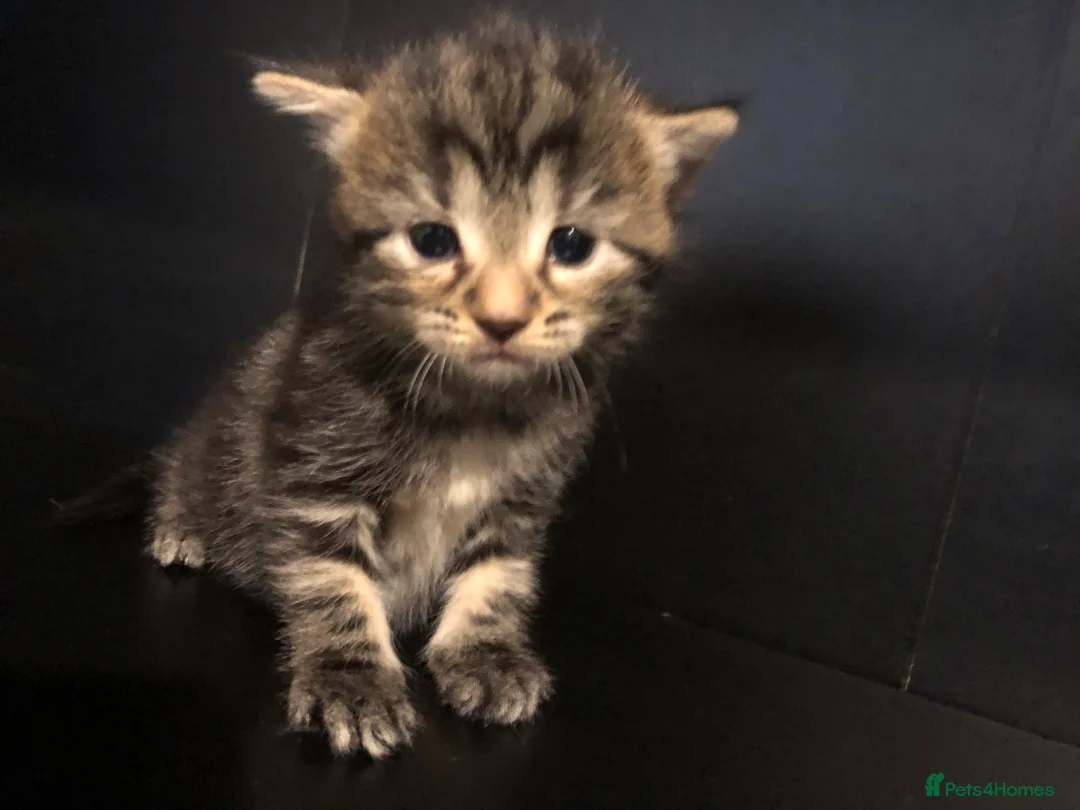 Mixed Breed cats for sale: 4 kittens  - Advert 2