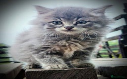 Mixed Breed cats for sale: Grey female kitten - Image 1