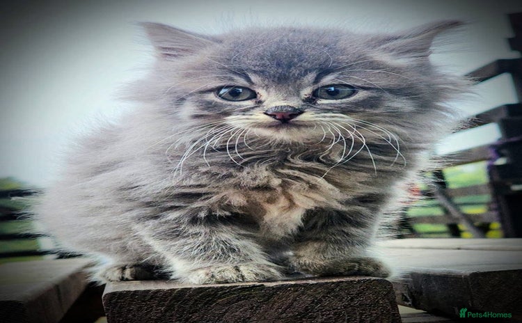 Mixed Breed cats - Advert 4