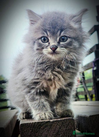 Mixed Breed cats - Advert 4