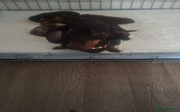 Dachshund dogs for sale: Puppies  - Image 8