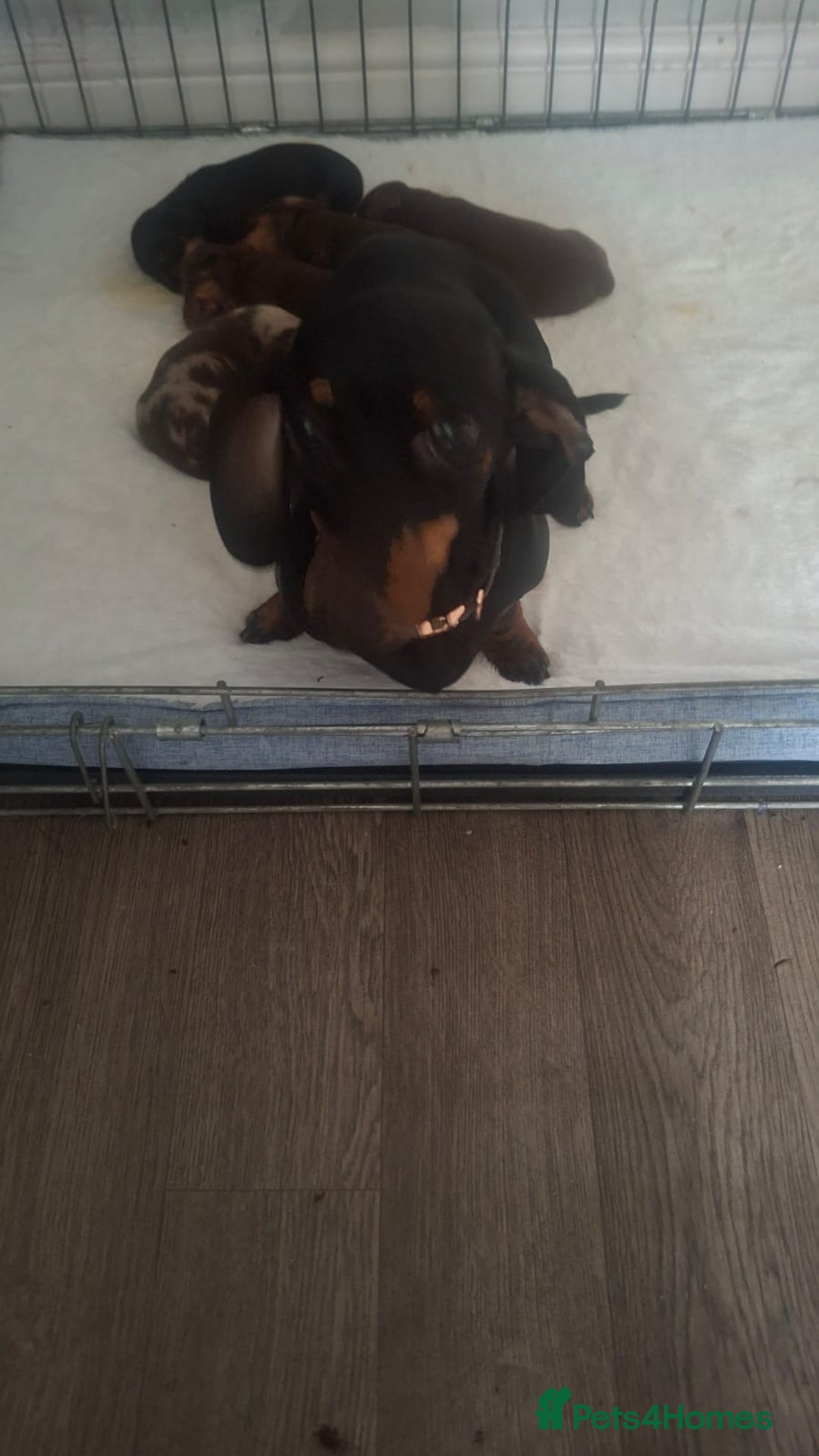 Dachshund dogs for sale: Puppies  - Image 8