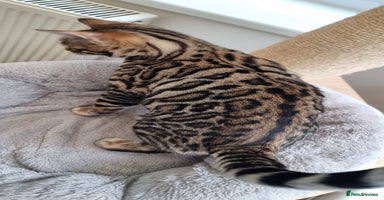 Bengal cats 2 left! Ready Now 🐾TICA Reg Bengal Kittens - Advert 9