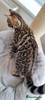 Bengal cats 2 left! Ready Now 🐾TICA Reg Bengal Kittens - Advert 5