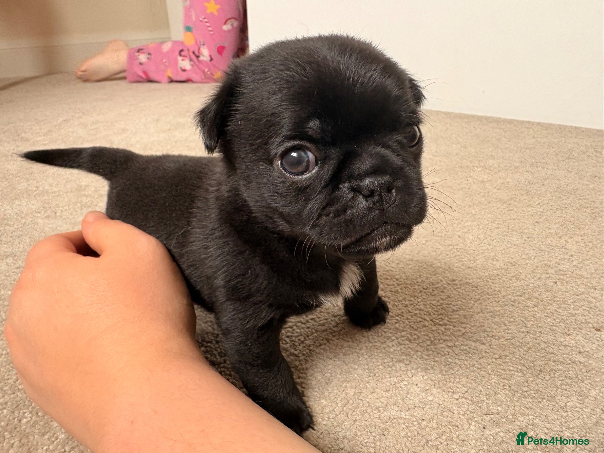 Jug dogs Stunning Jug Puppy - Advert 1