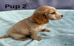 Cocker Spaniel dogs for sale: ⭐️ SHOW TYPE COCKER SPANIEL - READY ON 1ST AUGUST - Image 6