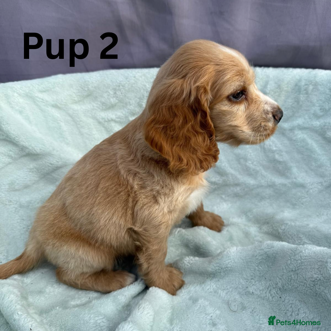 Cocker Spaniel dogs for sale: ⭐️ SHOW TYPE COCKER SPANIEL - READY ON 1ST AUGUST - Image 6