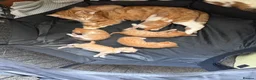 Domestic Shorthair cats for sale: Stunning kittens  - Advert 9