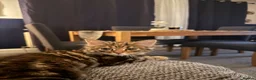 Mixed Breed cats for sale: Dark kitten  in Petersfield - Advert 5