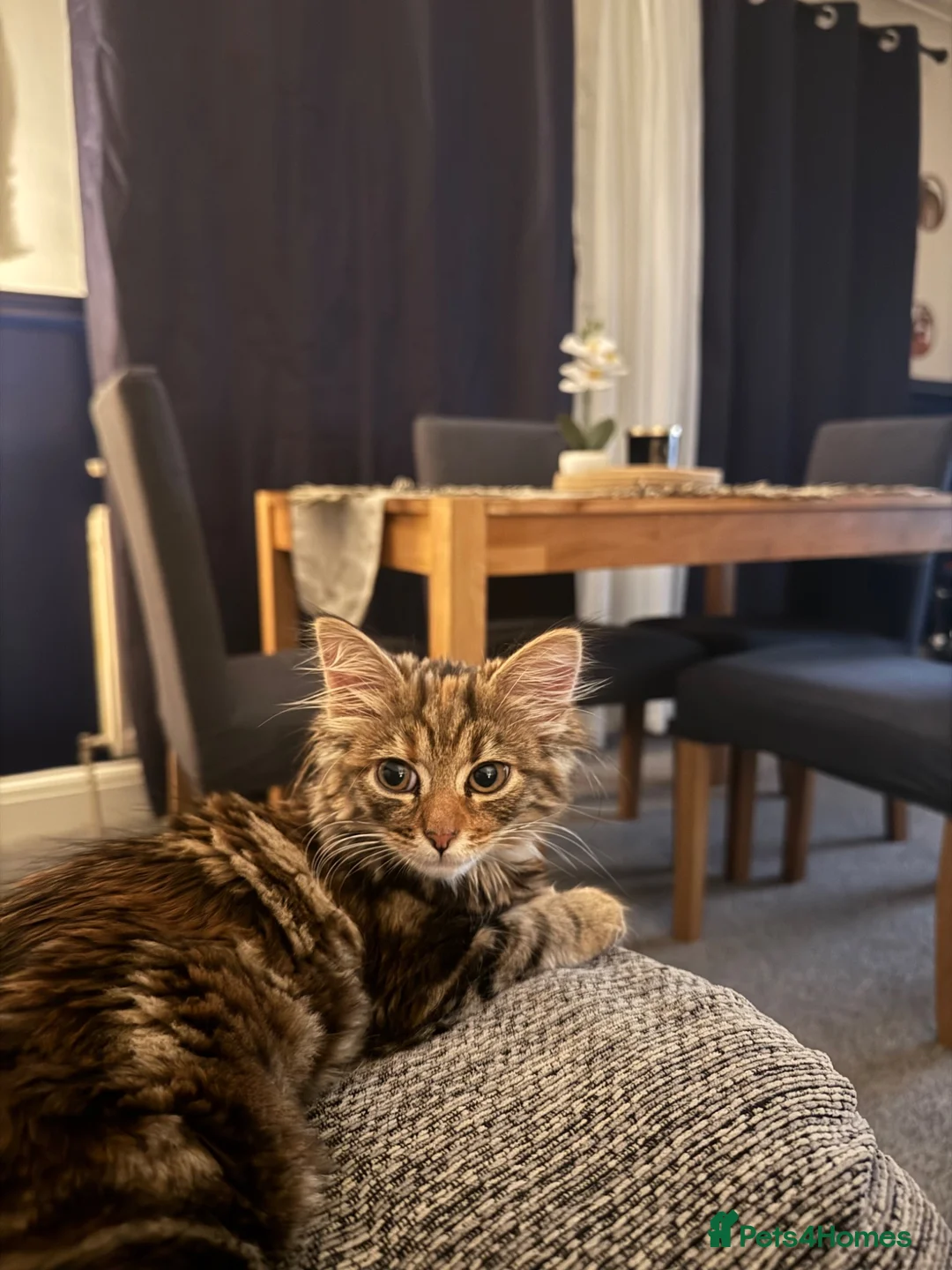 Mixed Breed cats for sale: Dark kitten  in Petersfield - Advert 5
