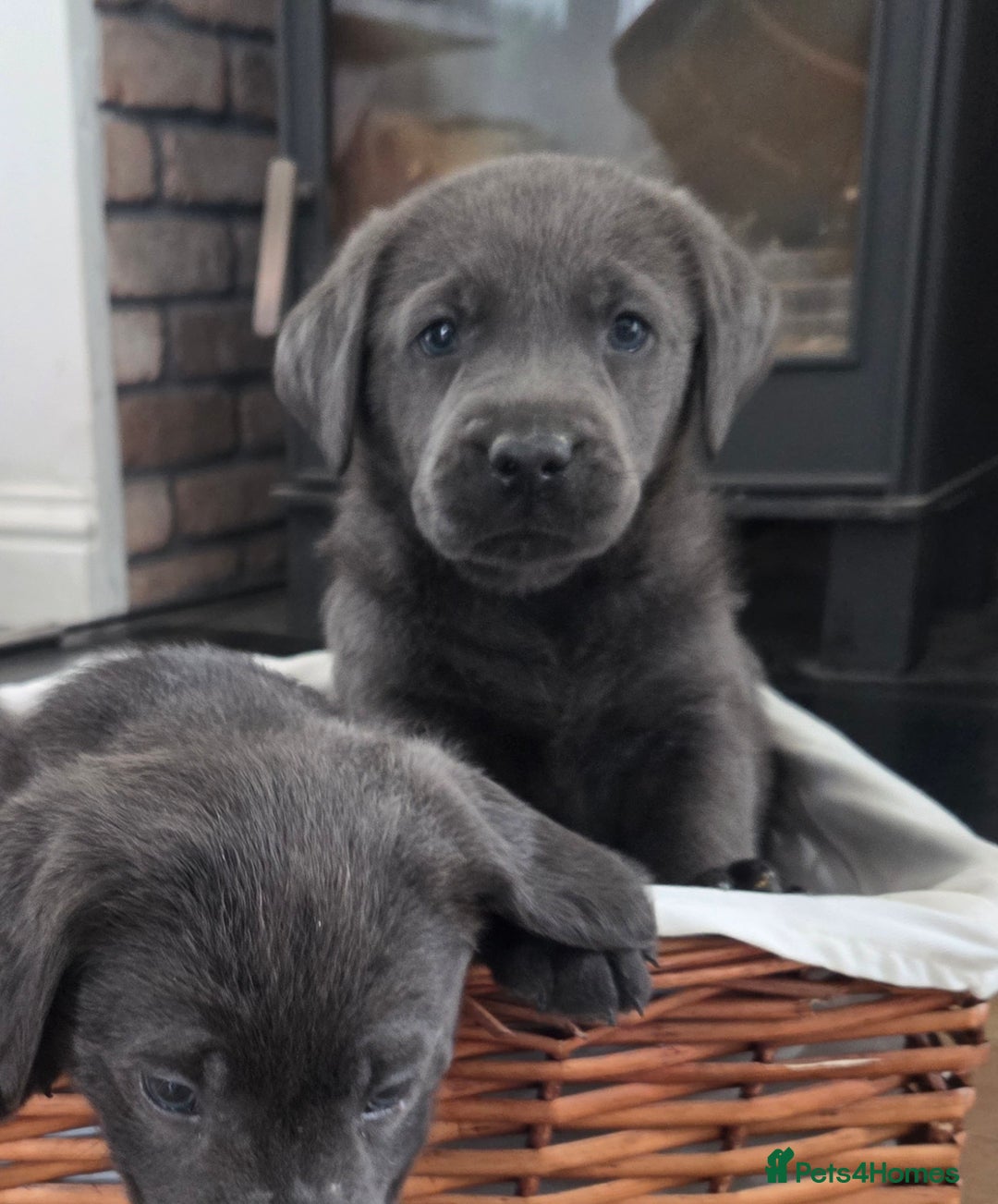 Labrador Retriever dogs for sale: 🩶 beautiful silver/Charcoal KC reg puppies 🩶 - Image 16