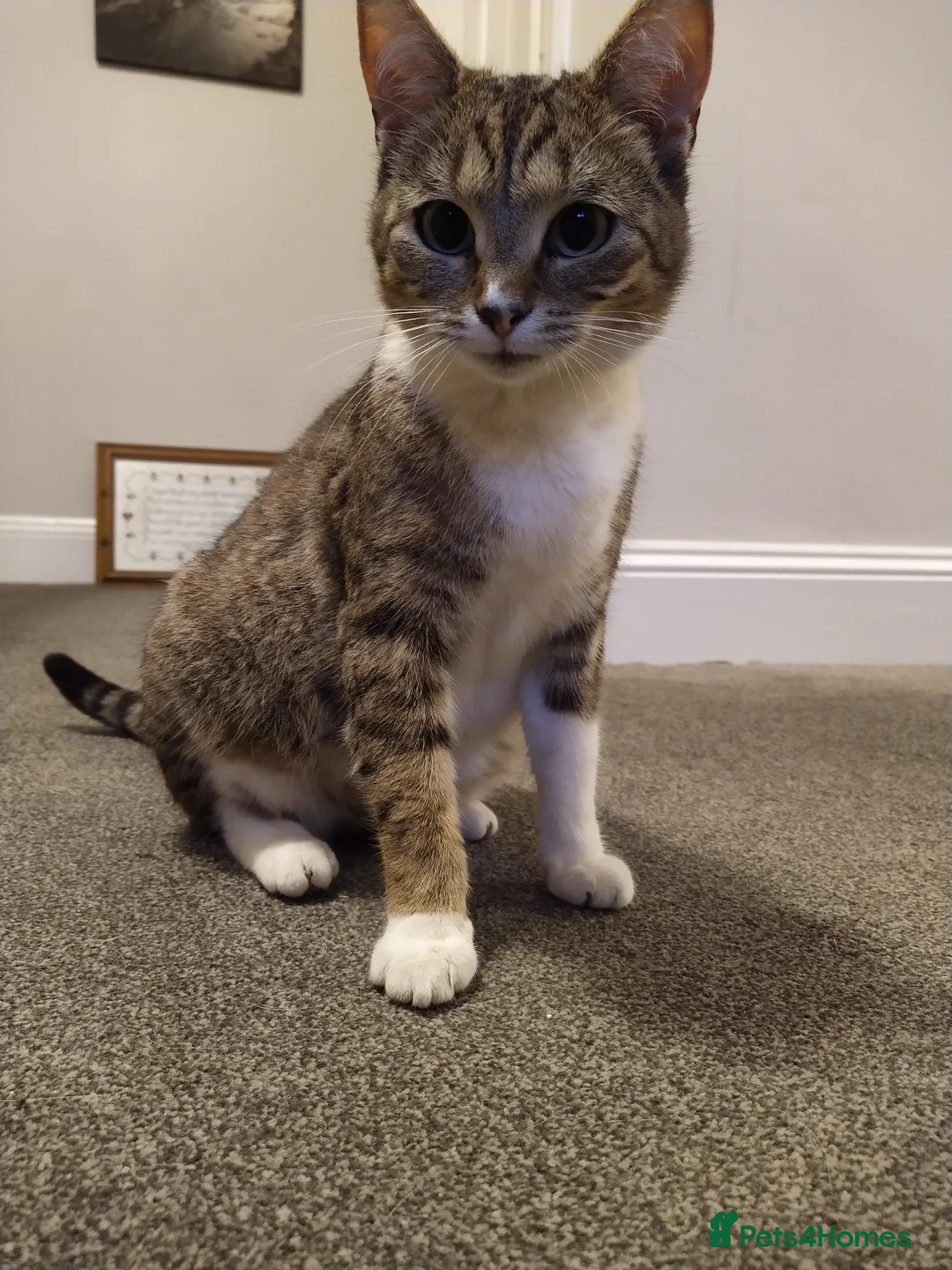 Mixed Breed cats for sale: Squeakies babies  - Advert 1