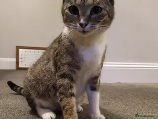 Mixed Breed cats Squeakies babies - Advert 2