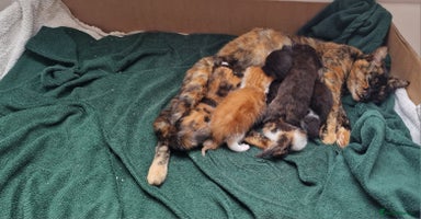Mixed Breed cats - Advert 15