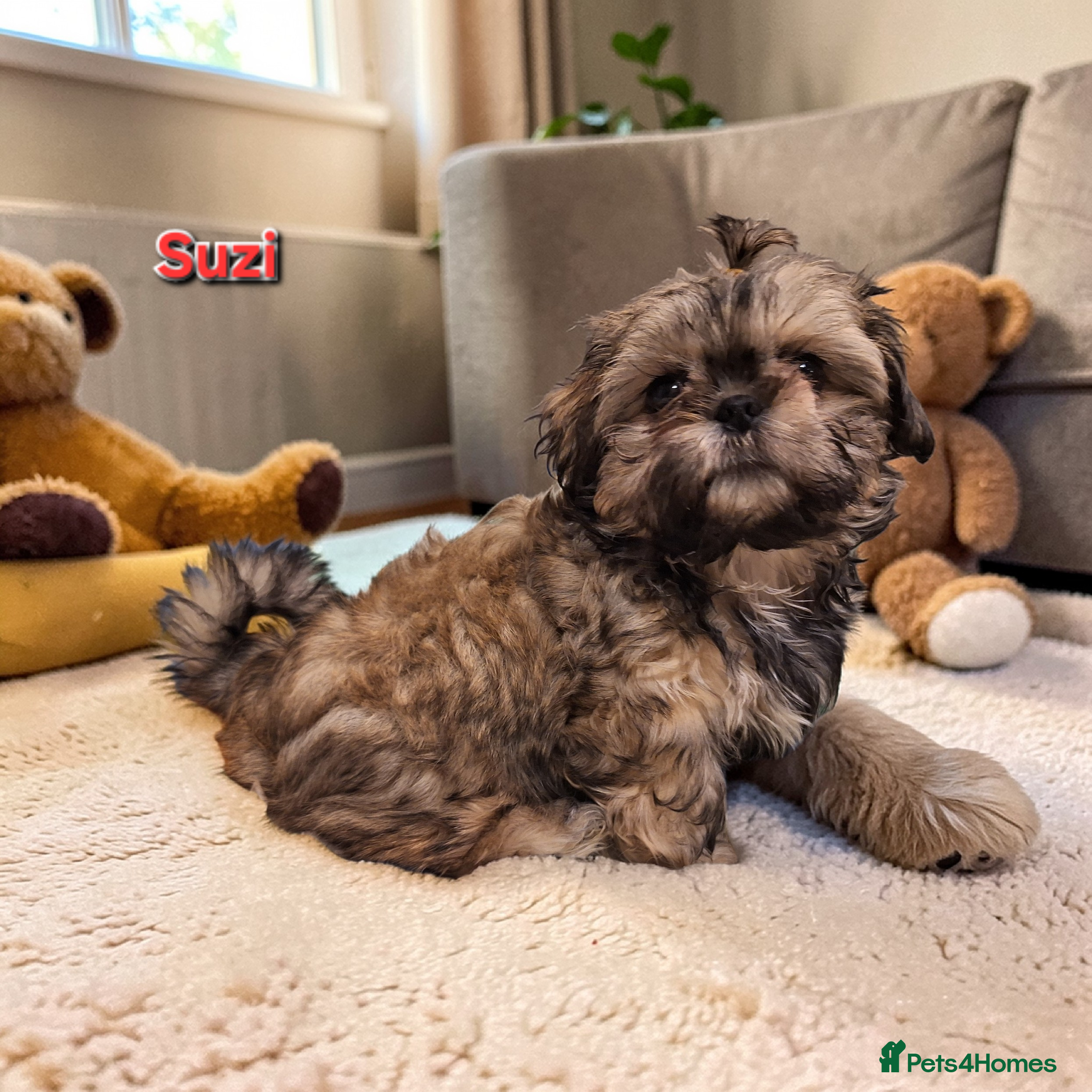 Shih Tzu dogs Beautiful Imperial Shih Tzus  - Advert 18