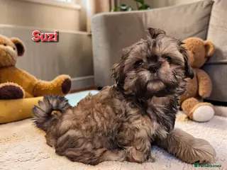 Shih Tzu dogs Beautiful Imperial Shih Tzus - Advert 18