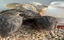 Quail poultry for sale: 4 1/2 week old mix of coturnix quails - Image 2