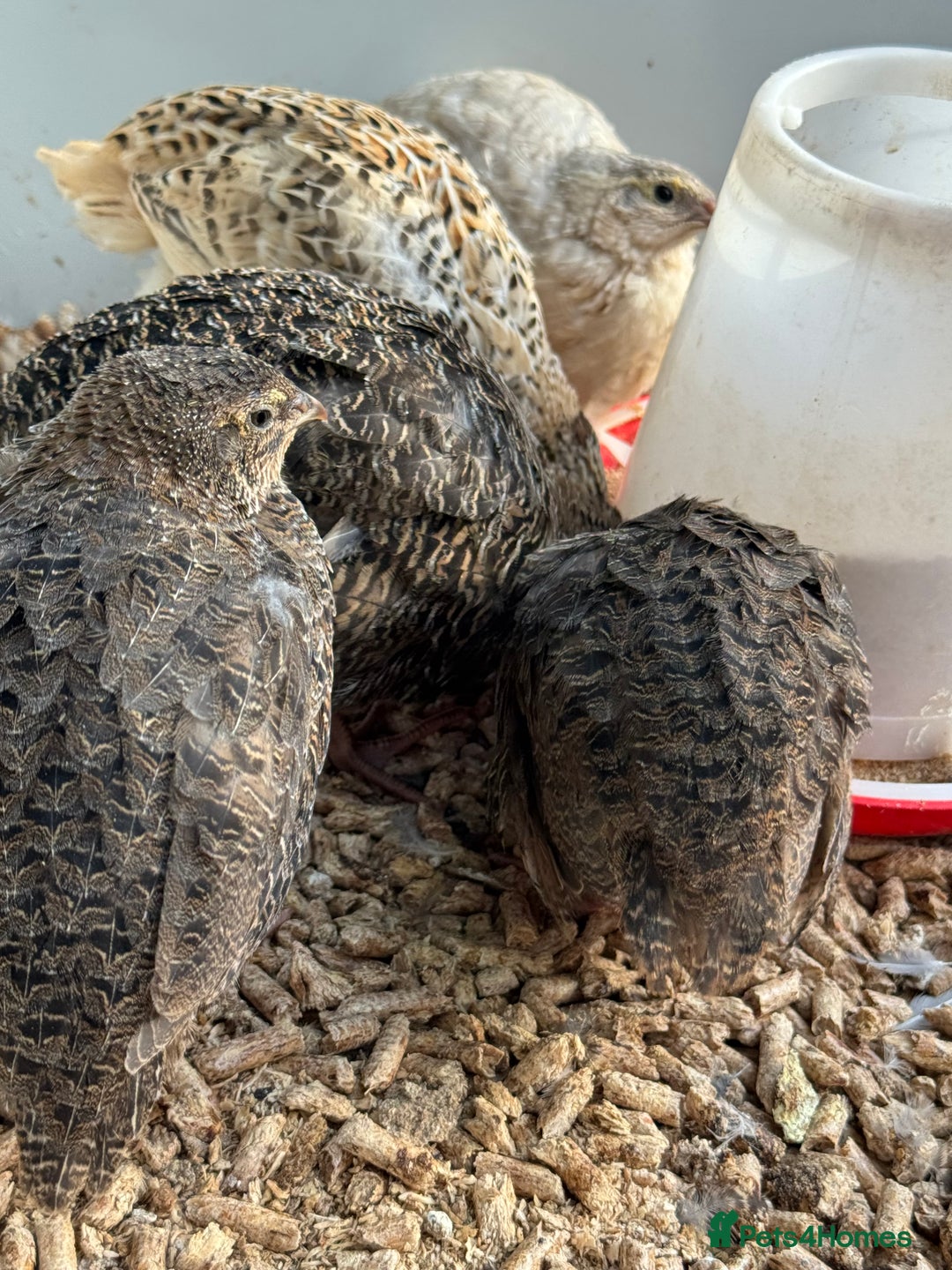 Quail poultry for sale: 4 1/2 week old mix of coturnix quails - Image 2