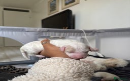 Poochon dogs for sale: x3 Poochon Girls Available (price negotiable) - Image 2