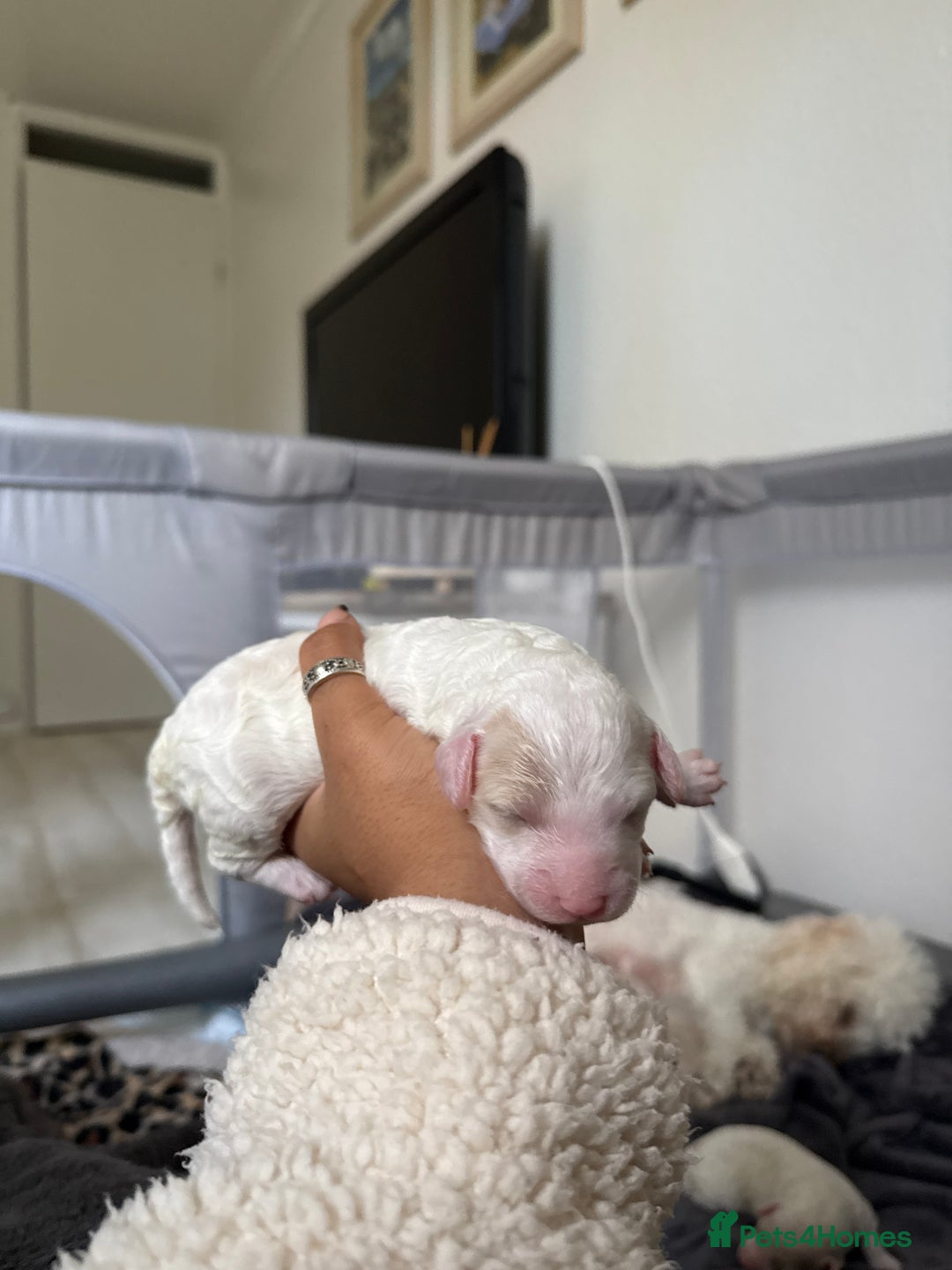 Poochon dogs for sale: x3 Poochon Girls Available (price negotiable) - Image 2