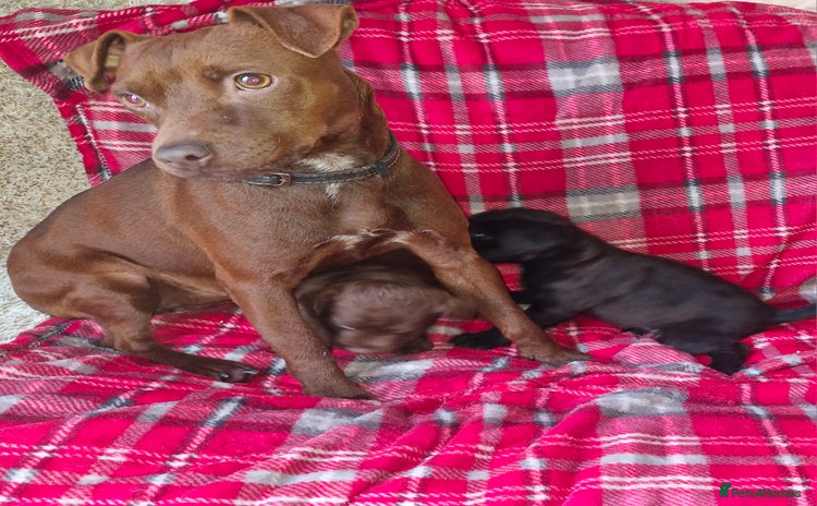 Patterdale Terrier dogs Patterdale terrier pups - Advert 9