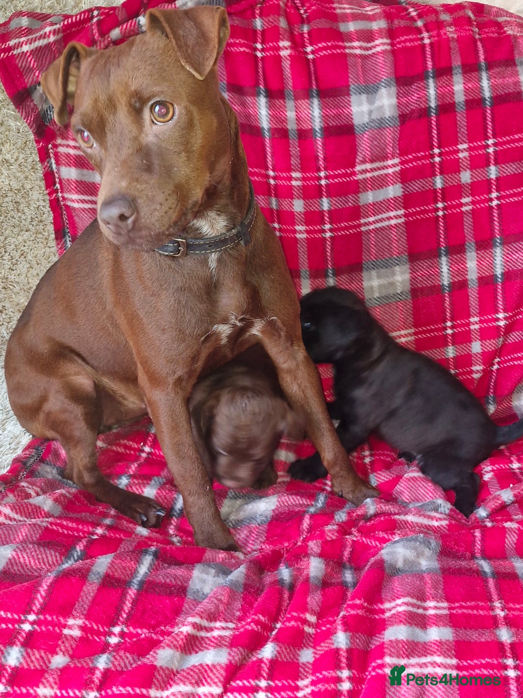 Patterdale Terrier dogs for sale: Patterdale terrier pups - Advert 1