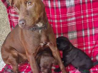 Patterdale Terrier dogs Patterdale terrier pups - Advert 7