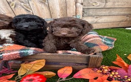 Cockapoo dogs for sale: F1b female Cockapoo puppy  - Image 7