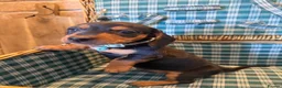 Miniature Dachshund dogs for sale: Miniature Dachshund puppies READY TO LEAVE NOW  - Advert 3