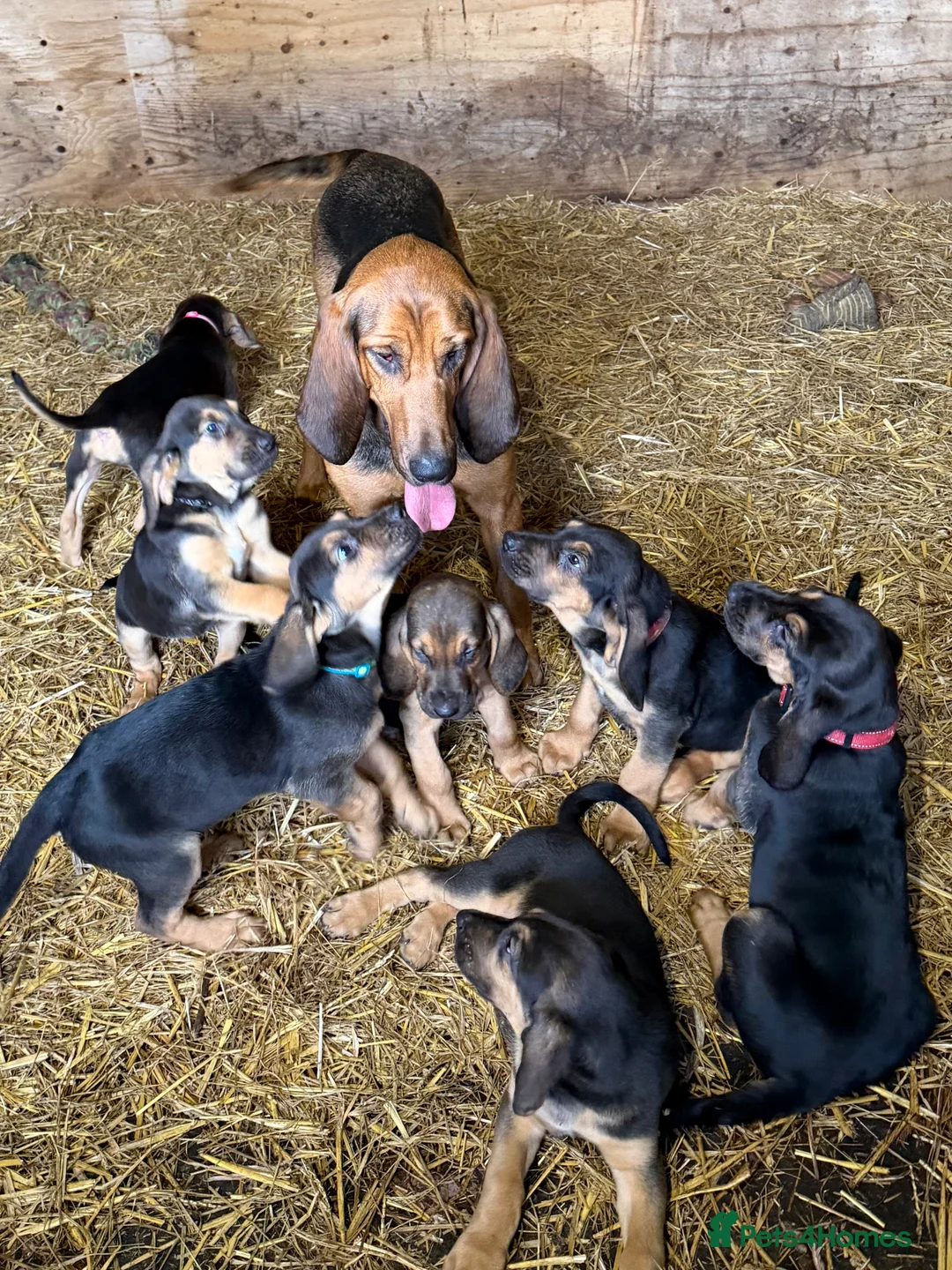 Bloodhound dogs for sale: Bloodhound puppies  - Advert 1