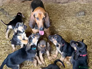 Bloodhound dogs Bloodhound puppies - Advert 14
