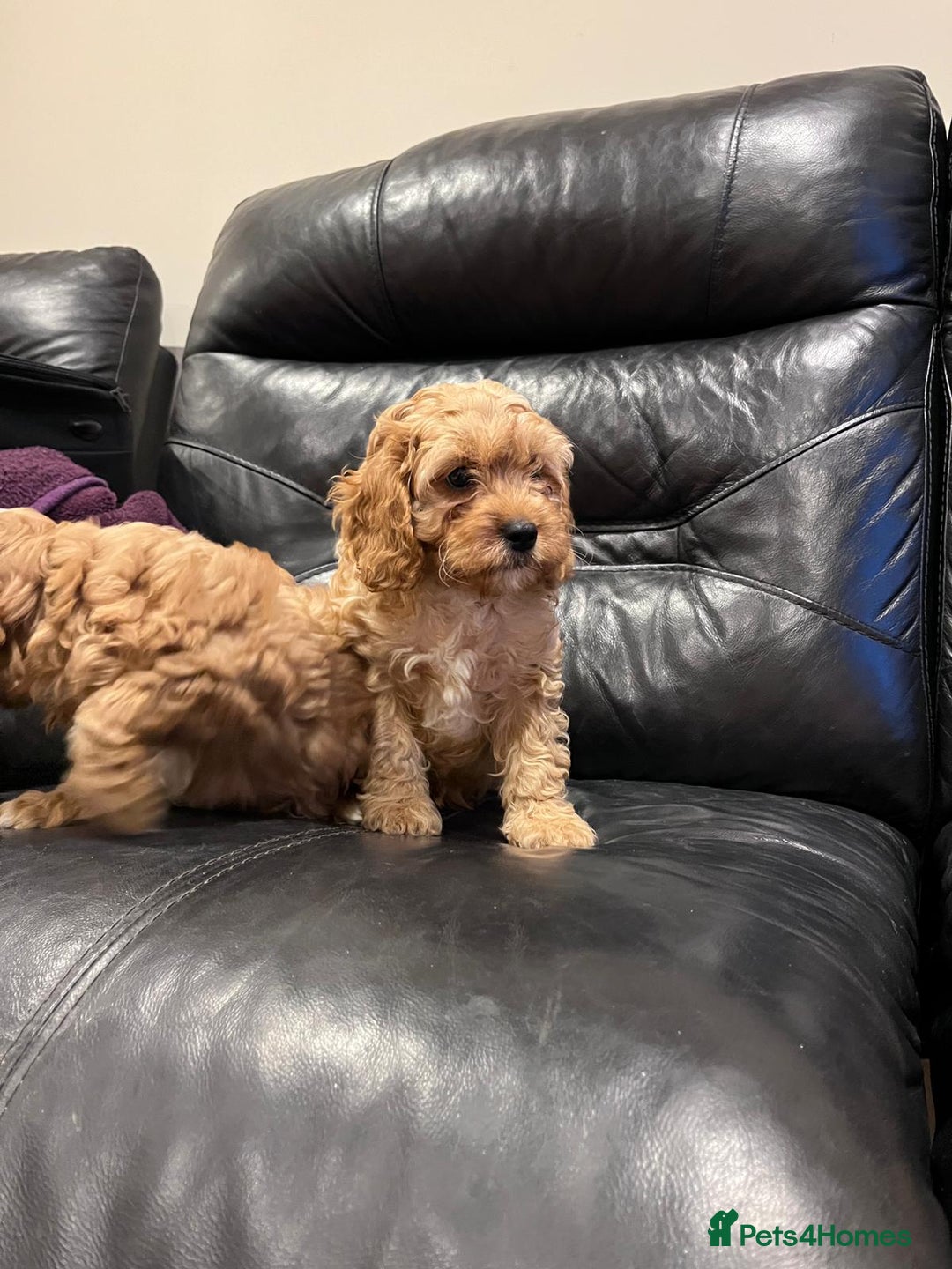 Cavapoo dogs for sale: F1 Cavapoo puppies - Image 8