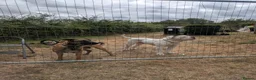 Mixed Breed dogs for sale: American bulldog x Belgian Malinois  - Advert 22