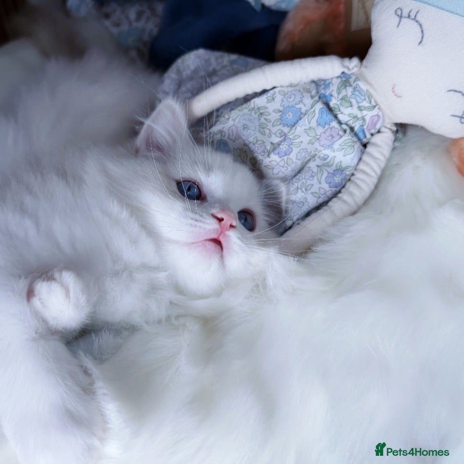 Ragdoll cats Rare Blue Torte Bi Colour Lynx  - Advert 4