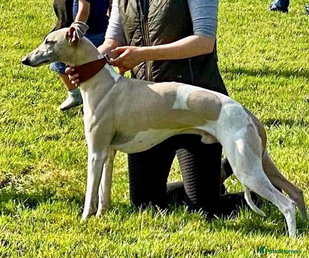 Whippet dogs for sale: Gorgeous KC Whippet Pups - Image 5