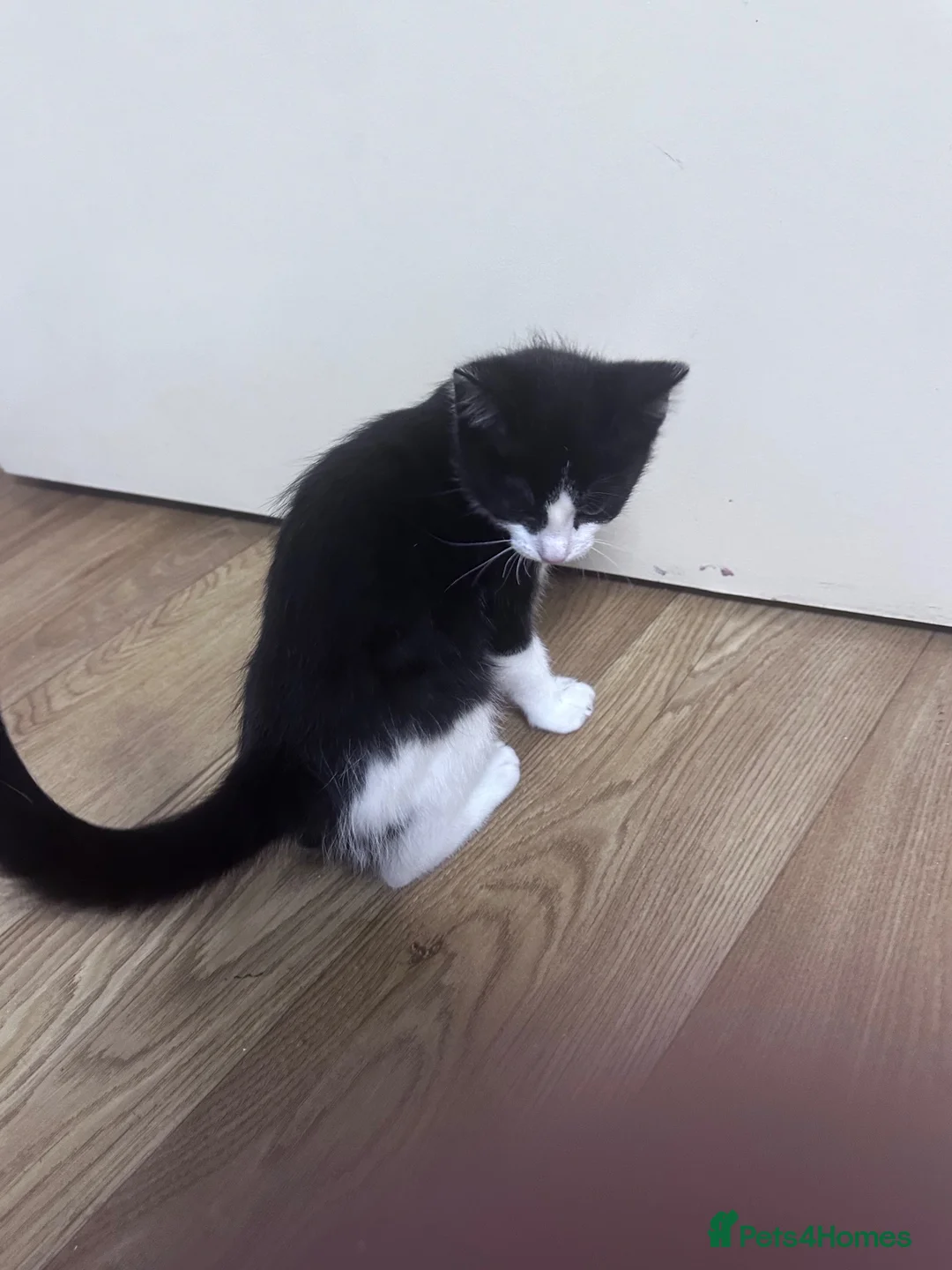 Domestic Shorthair cats for sale:  Short haired Taby in London - Advert 2