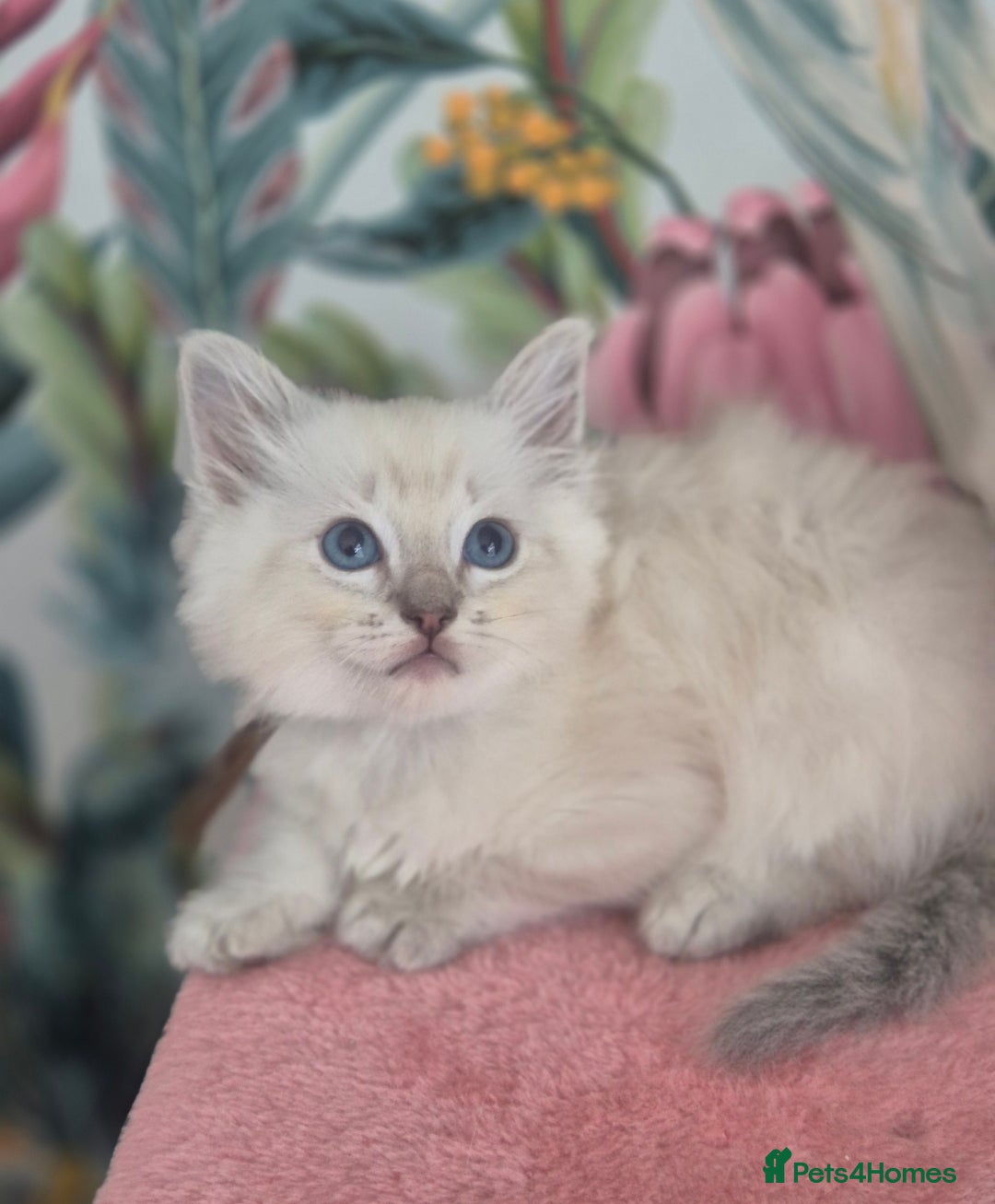 Ragdoll cats for sale: GCCF REGISTERED RAGDOLL KITTENS available septembe - Image 20