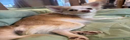 Chihuahua dogs for sale: Full Pedigree Registered Chihuahua Pups - Advert 12
