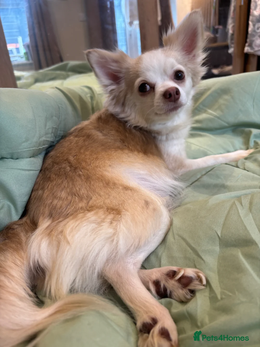 Chihuahua dogs for sale: Full Pedigree Registered Chihuahua Pups - Advert 12