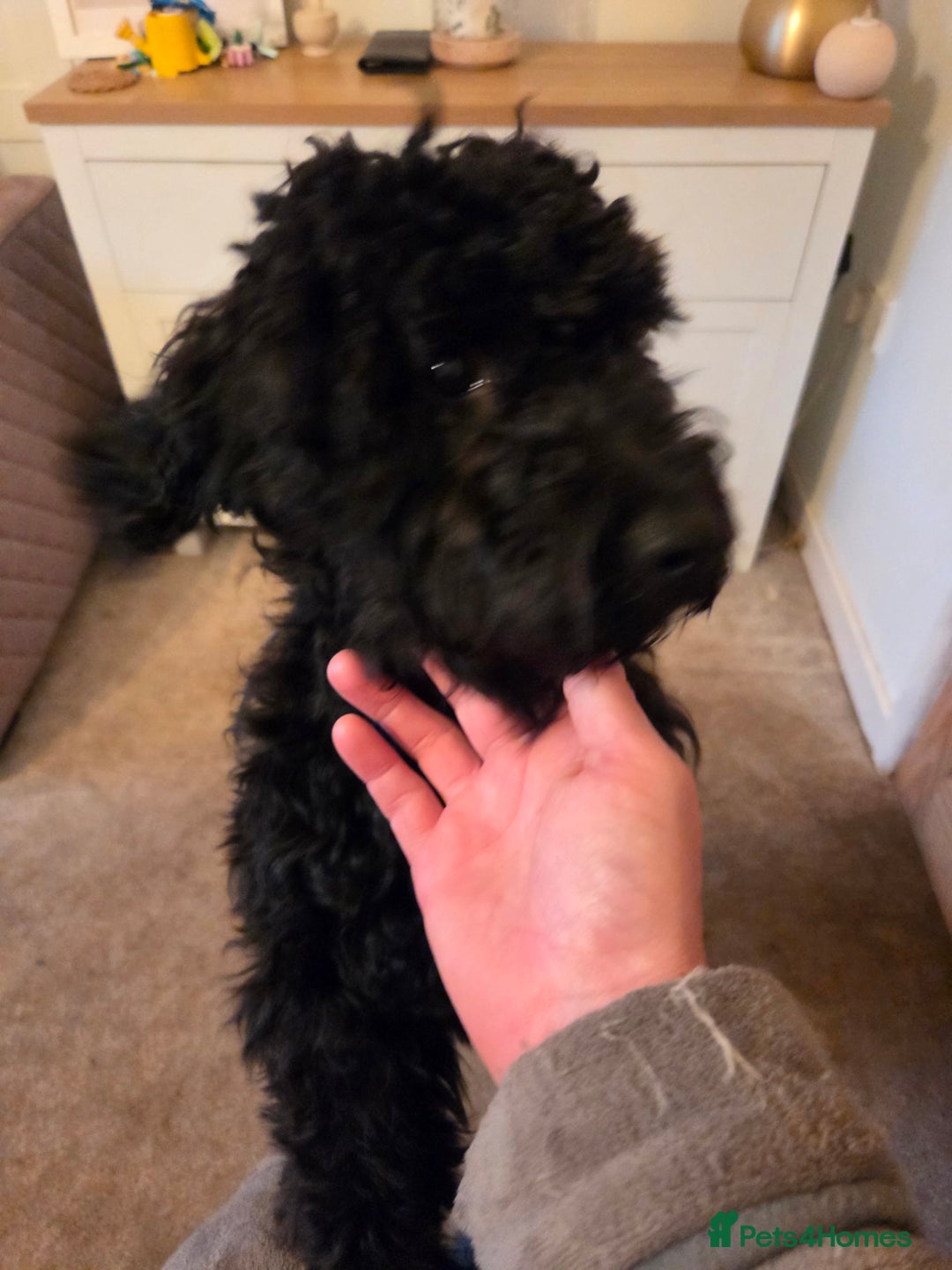 Mixed Breed dogs for sale: 10 month old cocker schnoodle - Image 1