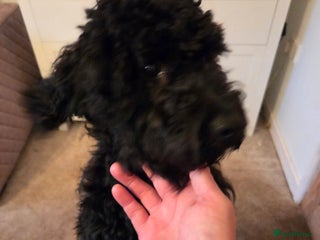 Mixed Breed dogs - Advert 1