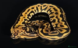 Python Snake reptiles for sale: Royal pythons/ball pythons  - Image 8